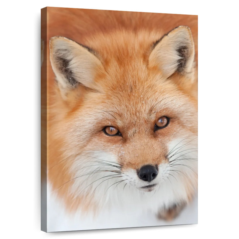 Brampt Fluffy Red Fox, 30" H x 20" W
