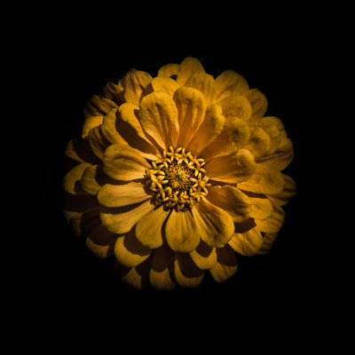 Yellow Zinnia by Brian Carson - Wrapped Canvas Print