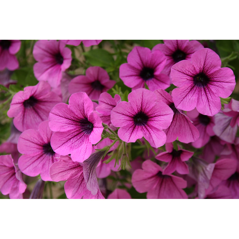 Pink petunia, 81cm H x 122cm W