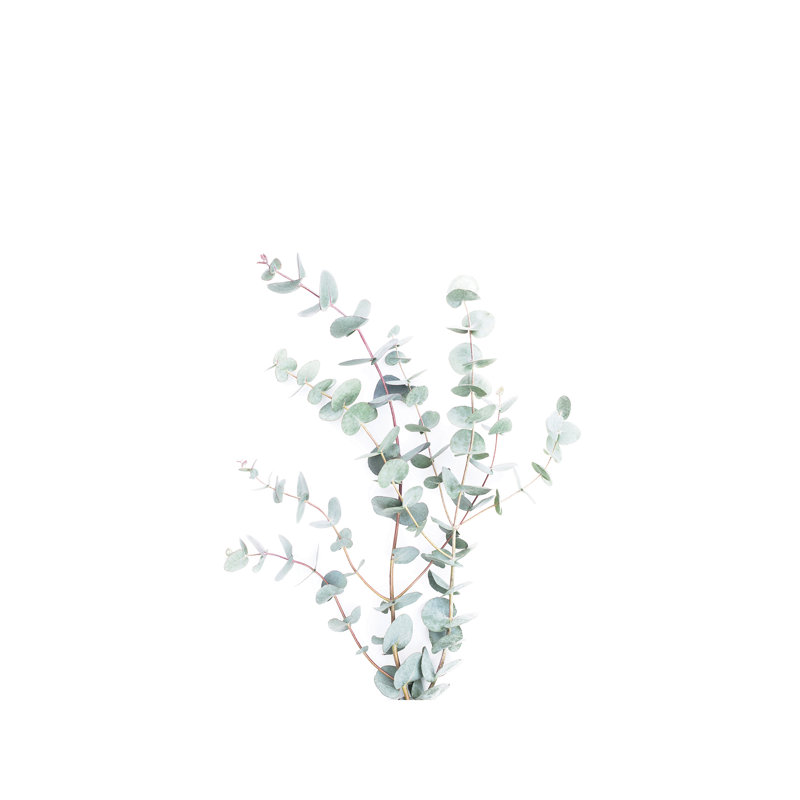 Botanical I - Wrapped Canvas Print, 101.6 cm H x 66.04 cm W x 1.91 cm D