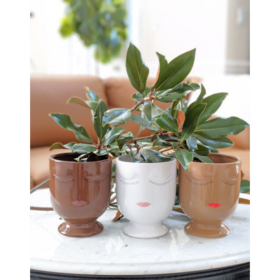Adelise Ceramic Urn Planter