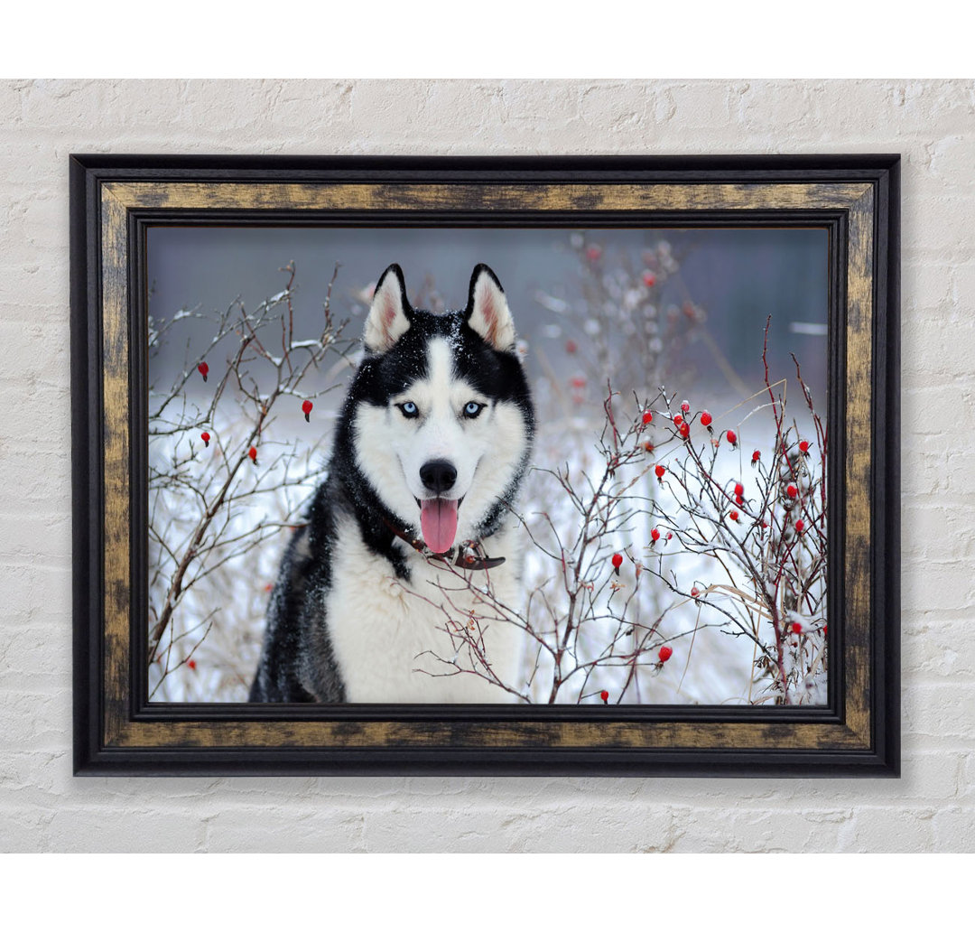 Husky Hund im Winter - Einzelne Bilderrahmen Kunstdrucke