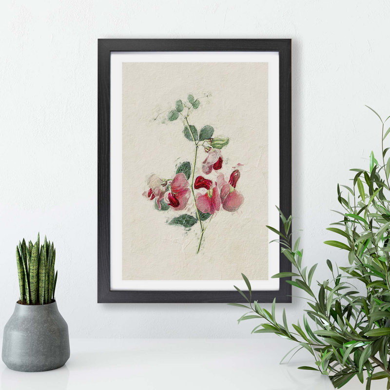 Sweet Pea Flowers - Framed Print, Black, 33cm H x 45cm W x 2cm D