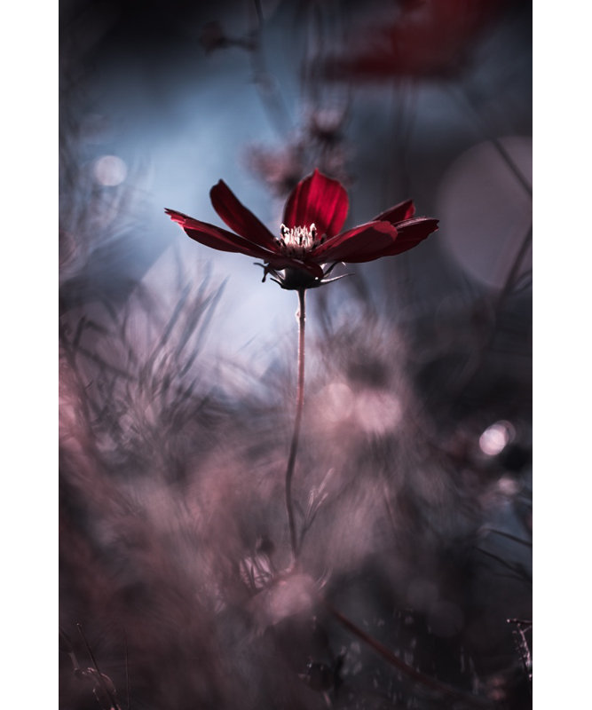 Wrapped Canvas Print, 76.2 cm H x 50.8 cm W