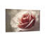 Plantes et fleurs, rose doux, gros plan, art floral Z25122408424094461-1964775006
