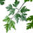 Polyscias Fruticosa Tree-112273773