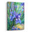 "Iris" par Richard Wallich