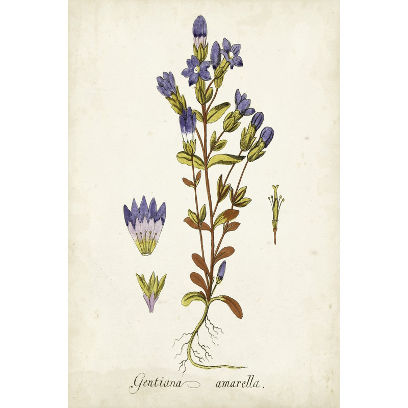 Antique Herb Botanical II - Wrapped Canvas Painting, 91cm H x 61cm W