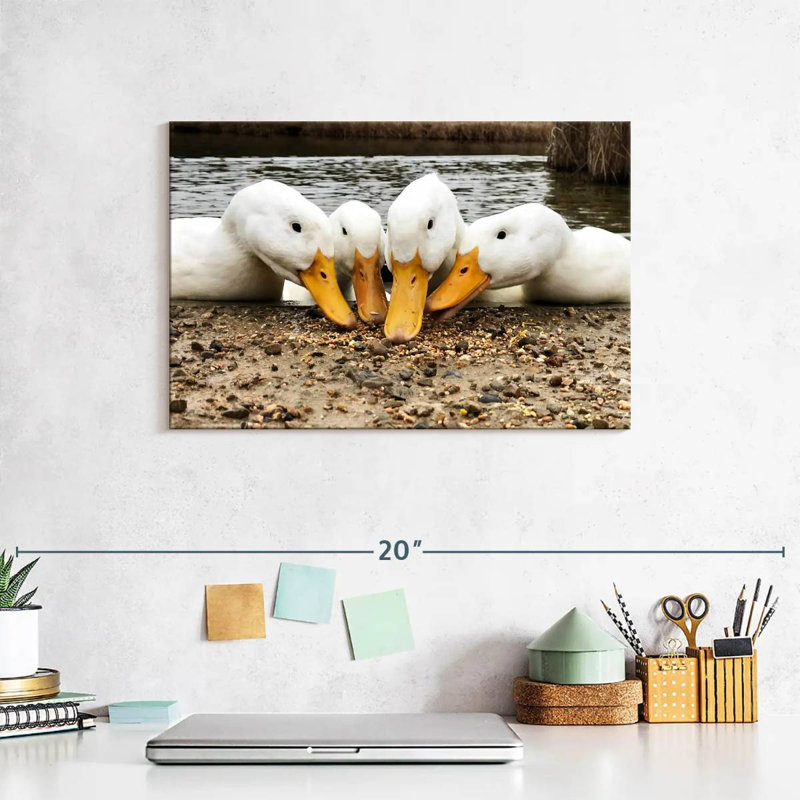 Pekin Ducks de Brampt, H 8 po x l 12 po