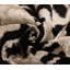 Coussin de luxe en soie noire et ivoire 16 x 16