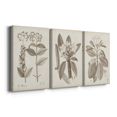 Antique sépia botanicals VI - Toile tendue avec châssis sur mesure - 3 pièces