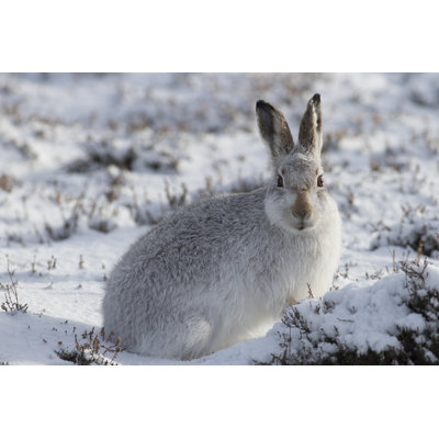 Mountain Hare by Gannet77