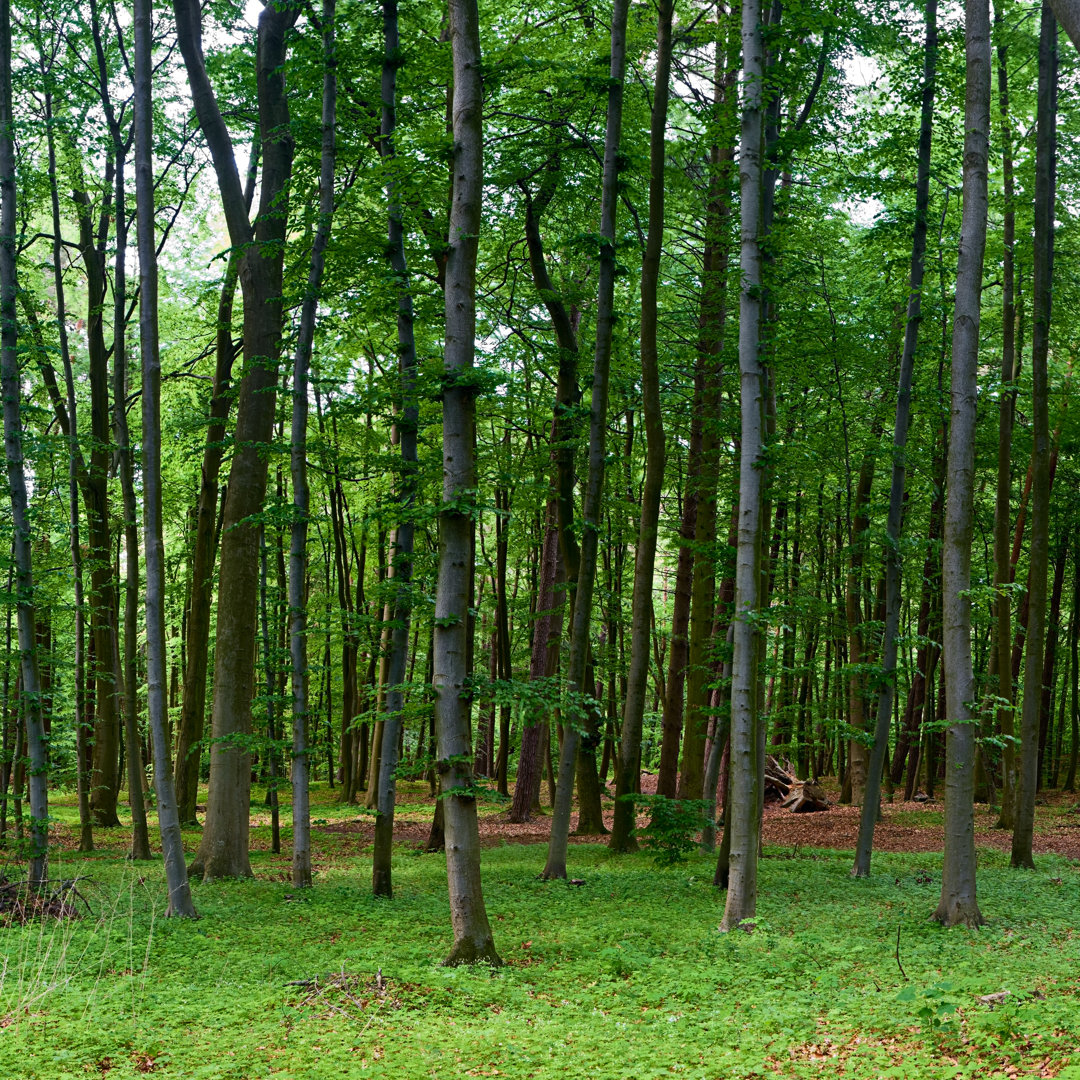 Deep Forest von Hadynyah - Bild auf Leinwand