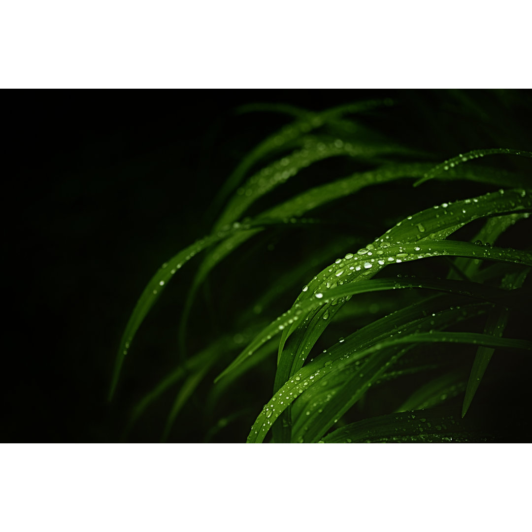 Green Leaves With Raindrops von Magdasmith - Kunstdrucke auf Leinwand ohne Rahmen