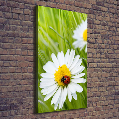 Daisies - Wrapped Canvas Print