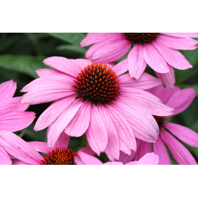 Purple Coneflower (Echinacea Purpurea) 1 Piece Wrapped Canvas Wall Art