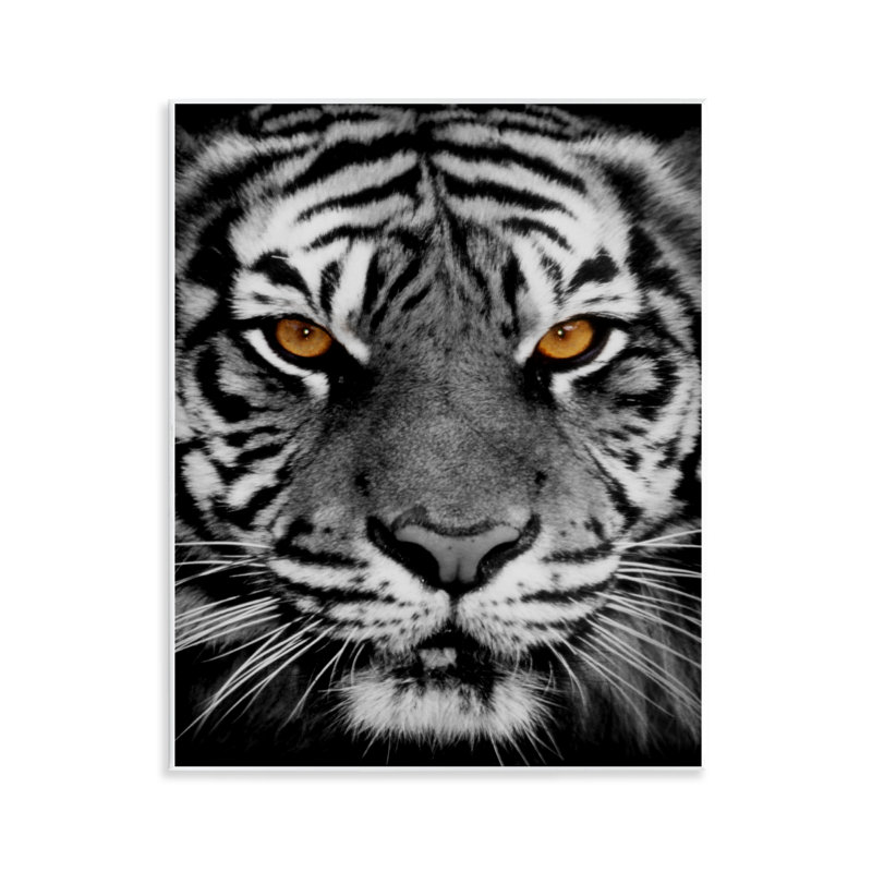 «Tigre féroce» par Danita Delimont