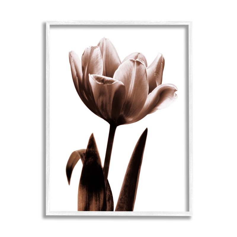 Photographie de tulipe moderne sur fond blanc par Caroline Kelly, H 14 po x l 11 po x P 1,5 po