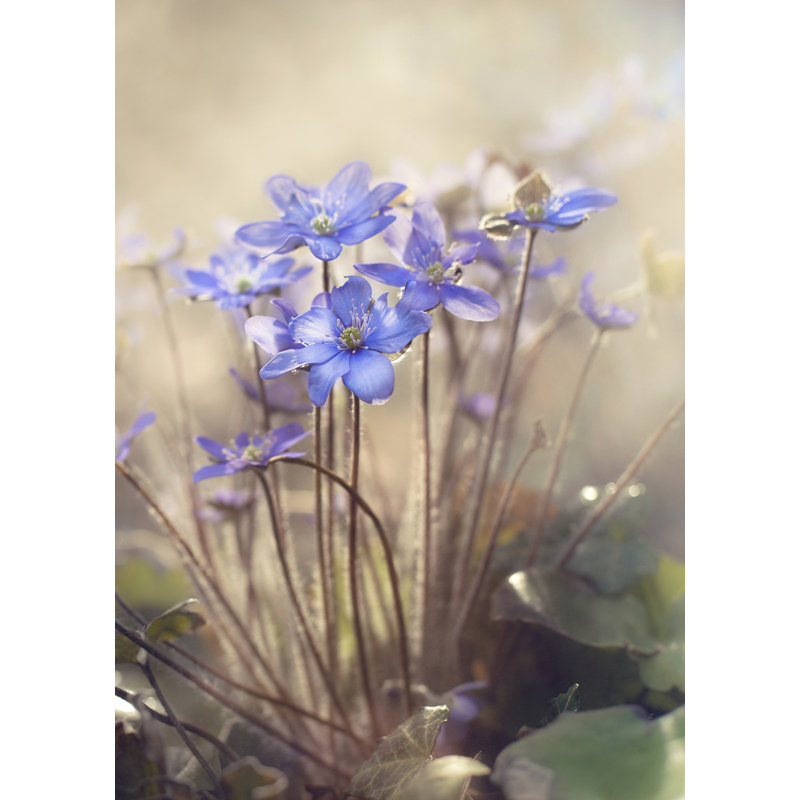 Wrapped Canvas Print, 76.2 cm H x 50.8 cm W