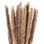 Vickerman 30" Dried Natural Brown Reed Bunch. Approximately 20 stems. This is a natural product, dimensions and color may vary plant to plant.