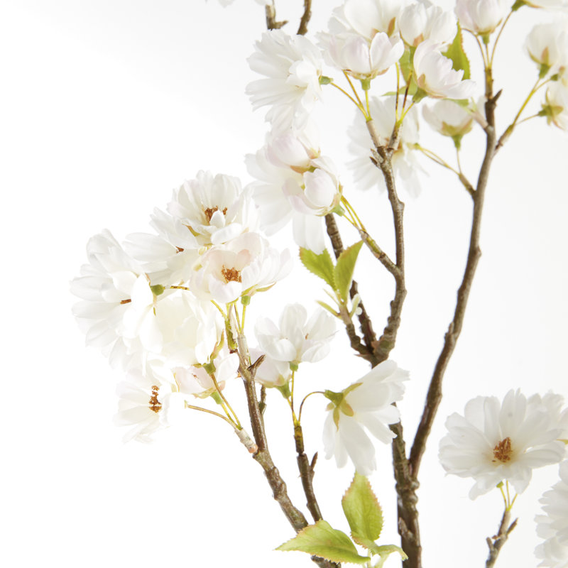 Faux cerisier Hanami, Blanc