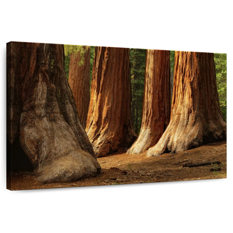 Harnek Ancient Sequoia Trees, 30" H x 45" W