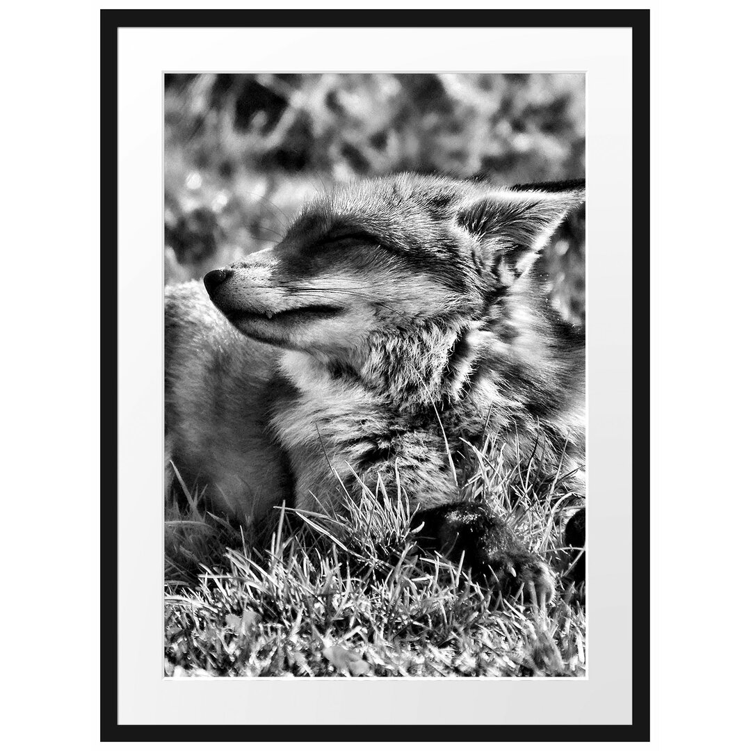 Gerahmtes Poster Fuchs im Gras