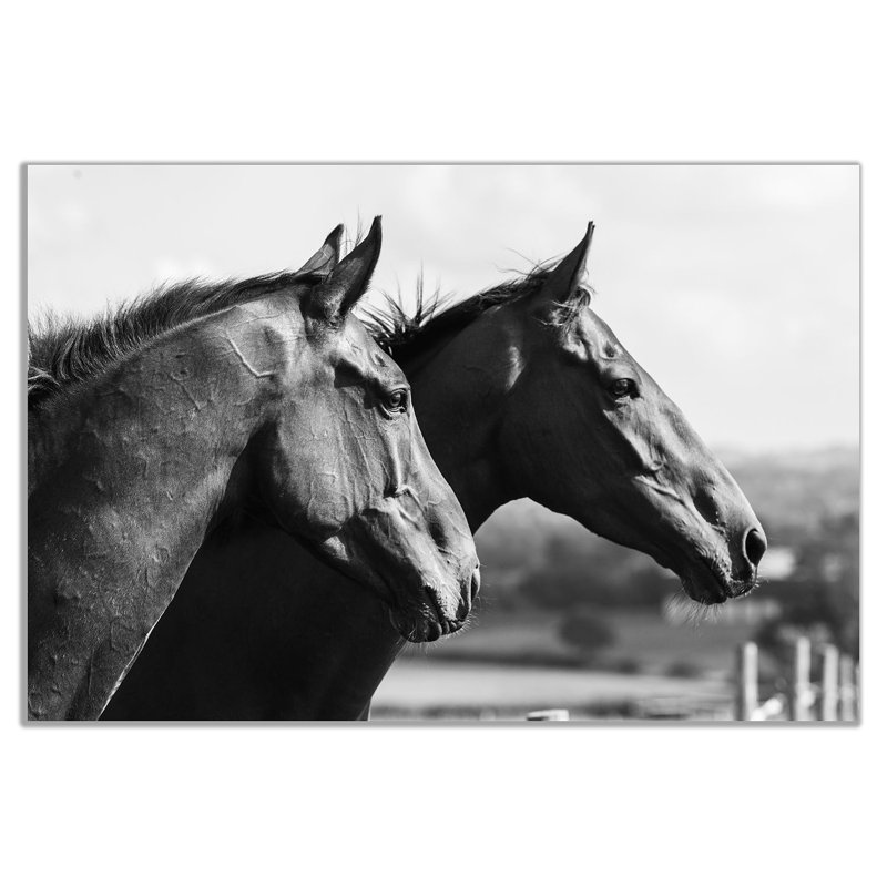 Two Black And White Horses - Wrapped Canvas Print, 31cm H x 46cm W