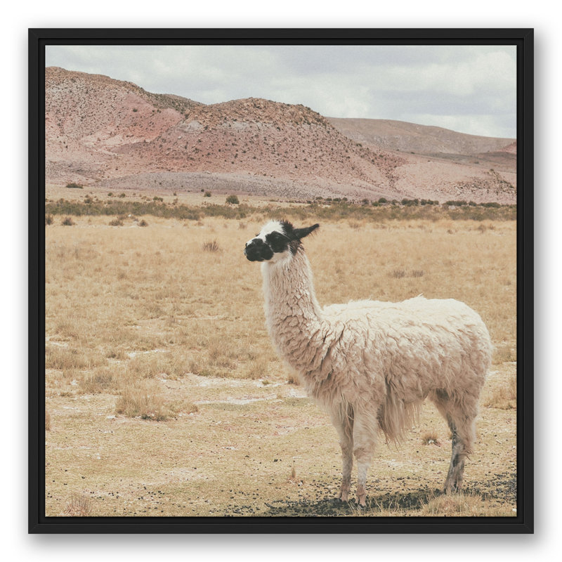 Lama dans un champ, H 25,75 po x l 25,75 po x P 1,75 po