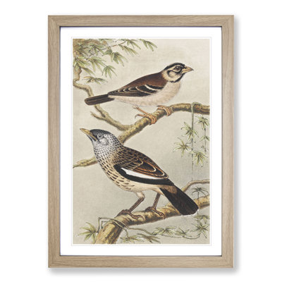 Two Birds on Branches by Theo Van Hoytema - Framed Print