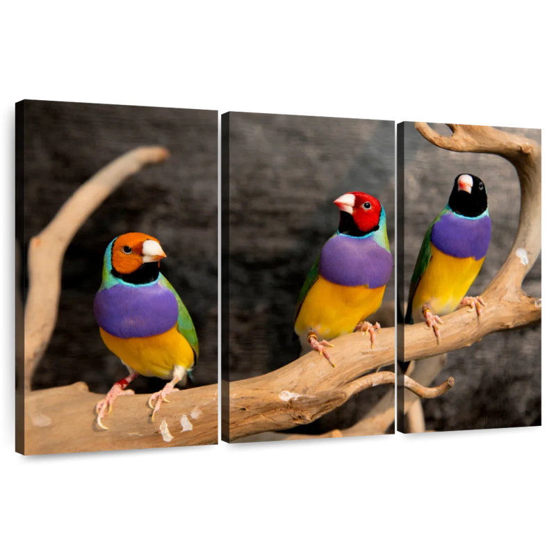 Brampt Rainbow Finches, 48" H x 74" W