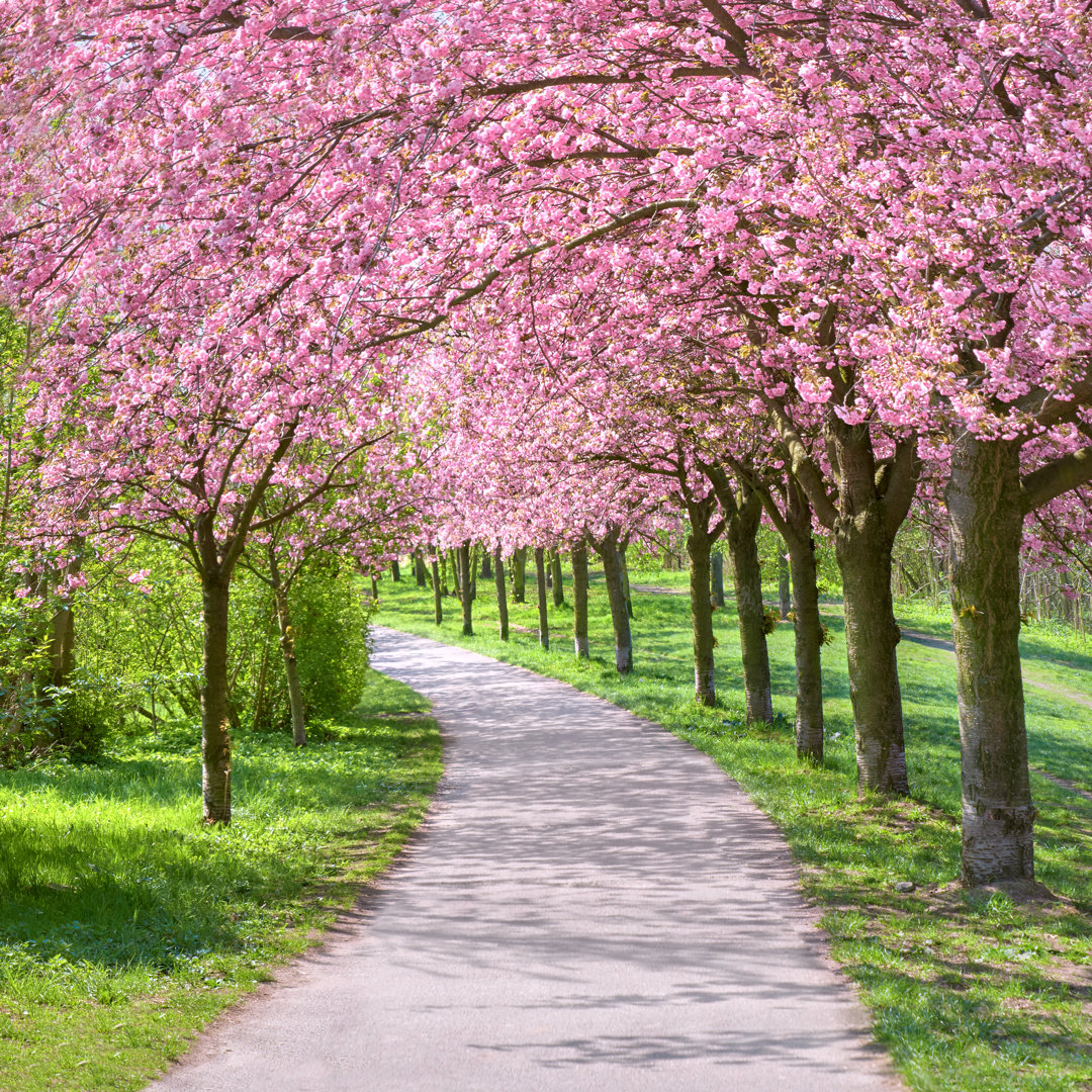 Allee der blühenden Kirschbäume by Anyaivanova - Leinwandbild