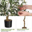 Plant-1202862276