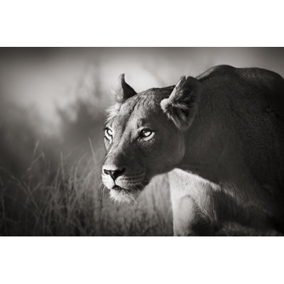 Lioness Stalking - Wrapped Canvas Print