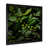 Black Single Picture Framed selected