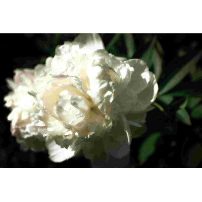 " White Peony In Spring "