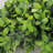 Faux Boxwood 18'' Wreath