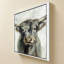 Vache Highland-276928949-276928951