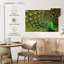 Brampt exhibant des plumes de paon-107676522