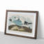 Two Kittiwake Gulls by John James Audubon - Picture Frame Painting Print-55614763-55614764