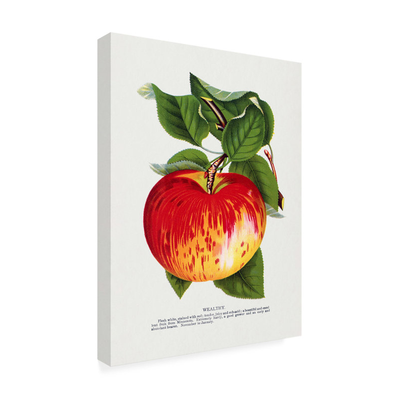 Reproduction d'art sur toile, "Botanical Speciment Rochester Wealthy Apple", H 19 po x l 14 po