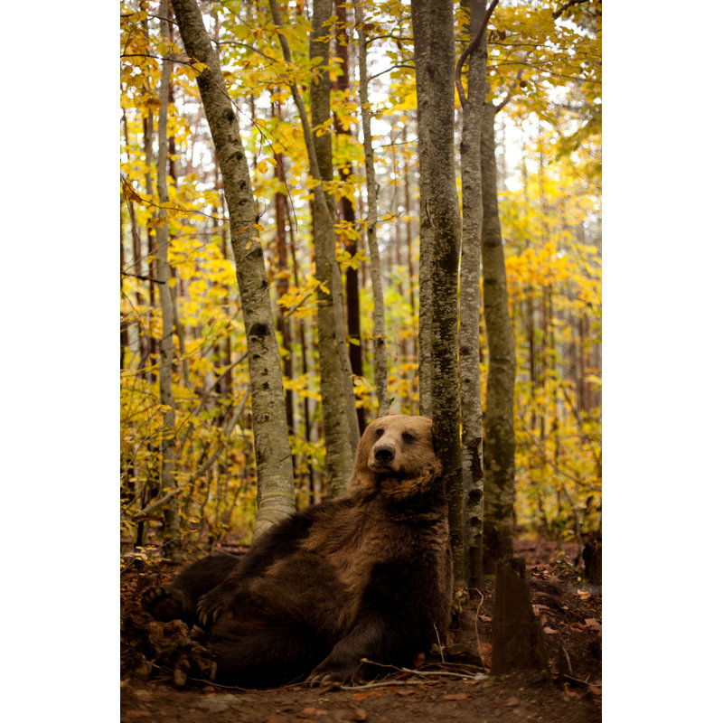 Bear by Martin-Dm, 30" H x 20" W