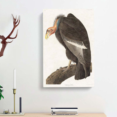 Californian Vulture by John Audubon - Wrapped Canvas