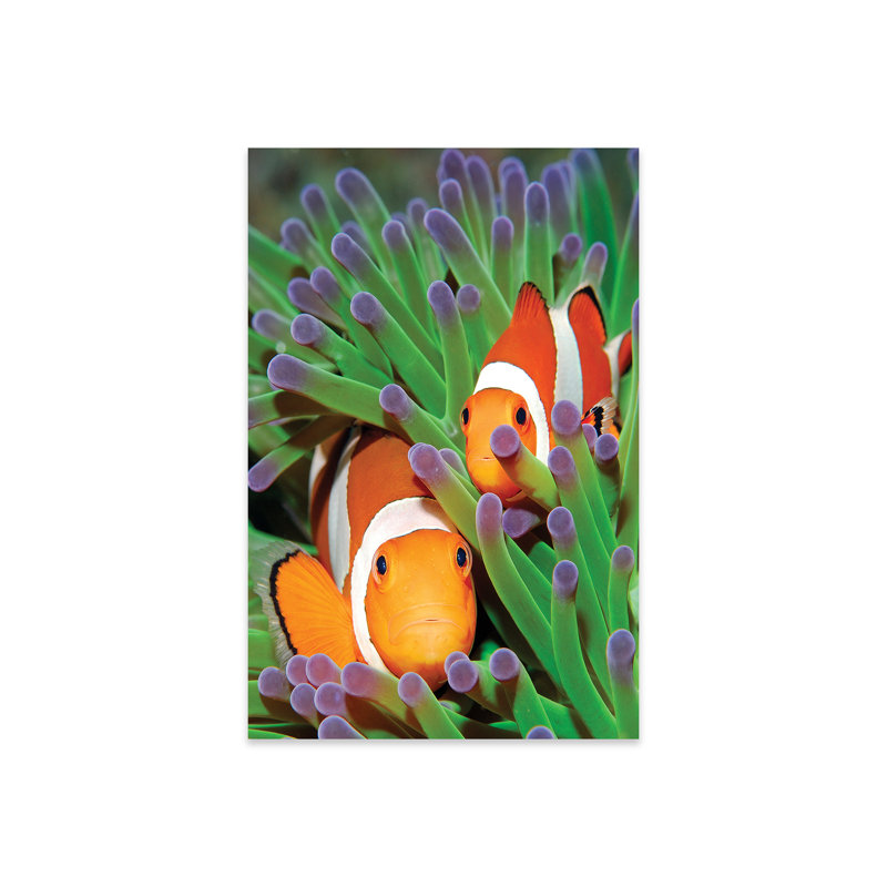«Benedetti Clown Anemonefish in Sea Anemone Tentacles, Indonésie» par Hans Leijnse - impression sans cadre