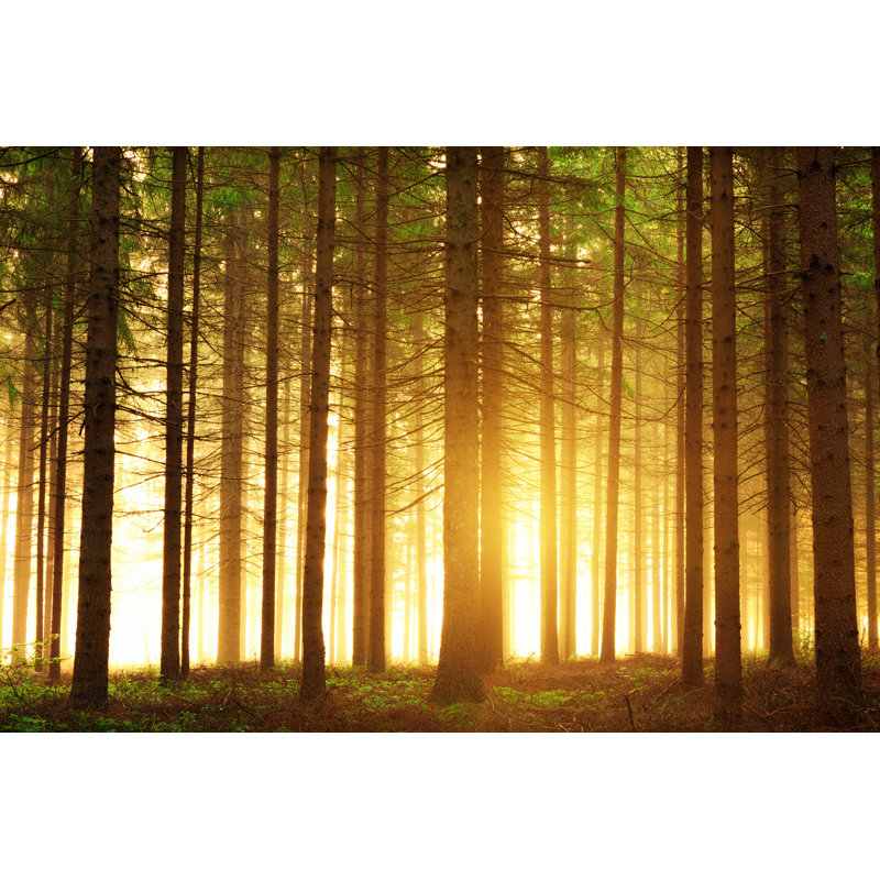 Lever de soleil dans la forêt par Borchee, H 32 po x l 48 po