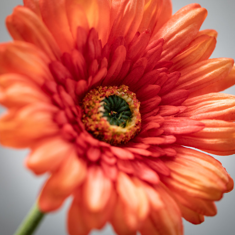 Fleurs de marguerites vibrantes, Orange