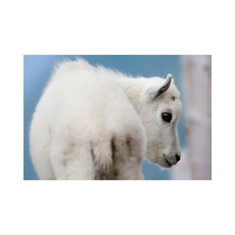 Mountain Goat by Mateusz Piesiak - Wrapped Canvas Print, 20.32 cm H x 30.48 cm W