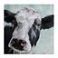 «Gentle Farm Cow», impression