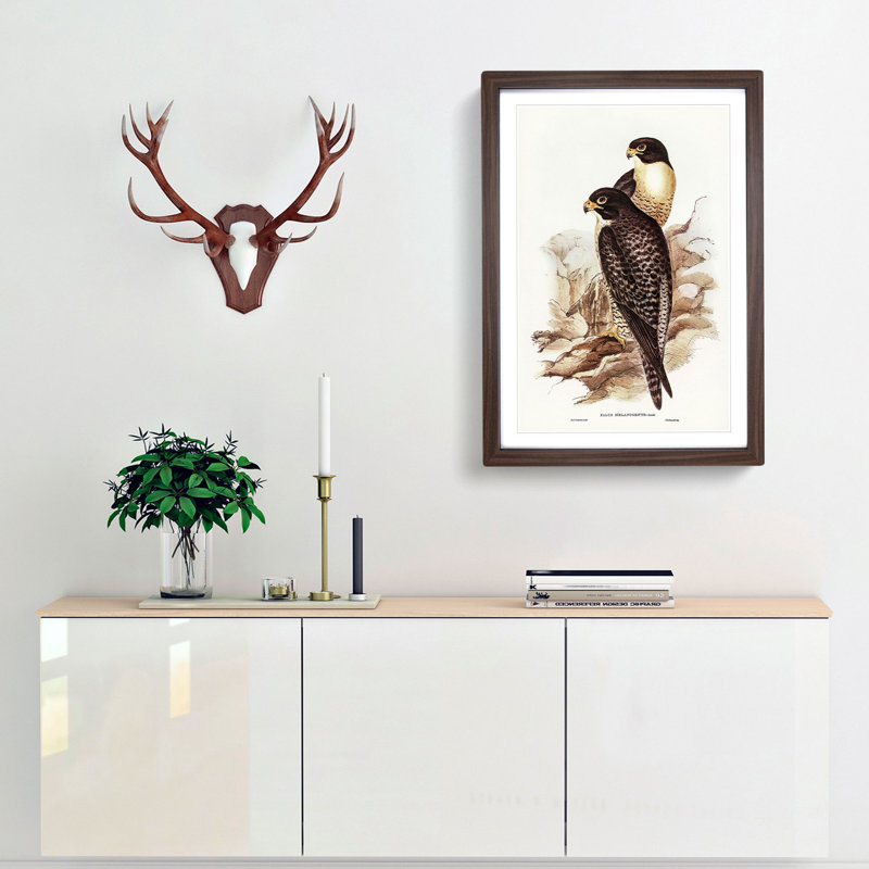 Black-Cheeked Falcons by Elizabeth Gould - Picture Frame Art Print, Walnut Framed, 36cm H x 27cm W x 2cm D