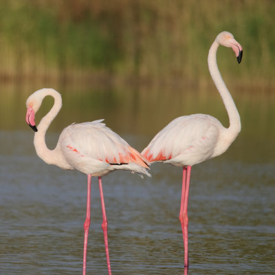 " Pink Flamingos " by Lucamoi